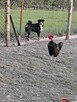 Appenzeler mały pies Szwajcarski - Rodowód - 7