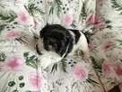 Suczka Shih Tzu - 5