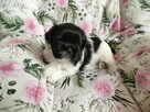 Suczka Shih Tzu - 4