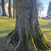 Inwentaryzacja drzew, operat dendrologiczny - 4
