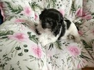 Suczka Shih Tzu - 3