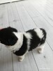 Border collie sprzedam - 3