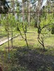 Działka rekreacyjna ROD w Starachowicach - 4