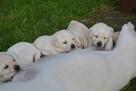 Labrador Retriever szczeniak po przebadanych rodzicach - 6