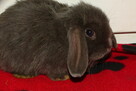 Samczyki mini lop - 9