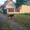 Dom w Ząbkach pod Warszawą sprzedam - 11