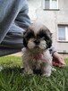 Shih tzu - 7