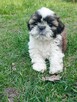 Shih tzu - 11