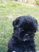 Shih tzu - 8