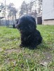 Shih tzu - 9
