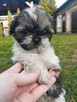 Shih tzu - 2