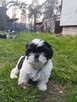 Shih tzu - 5