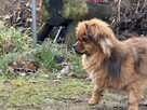 maleńki Maciuś szuka domu bez innych piesków - 6