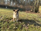 6,5 kg Zuzia szuka domku - 5