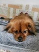 maleńki Maciuś szuka domu bez innych piesków - 4