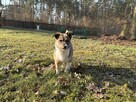 6,5 kg Zuzia szuka domku - 4
