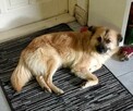 MILKA milutka puchata młoda suczka - 6