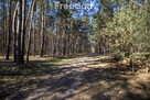 Działka leśna 59ar w Łętowni - 3