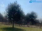 Kajetany#Rodzina#Dom#Działka o pow. 1199m2 - 2