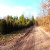 Ustawna działka 3000m pod lasem Stary Kraszew Rasztów Radzym - 3