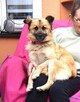 MILKA milutka puchata młoda suczka - 3