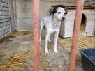 Reksio do adopcji - 2
