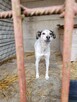 Reksio do adopcji - 4