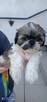 Shih tzu - 6
