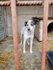 Reksio do adopcji - 3