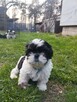 Shih tzu - 3