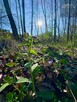 Działka budowlana Łowczów gm. Tuchów - 10