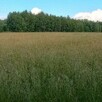 Działka rolna siedlisko ok 11,5 ha Łochów Węgrów Twarogi - 3