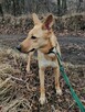 Młoda wesoła sunia kochająca ludzi i ruch czeka na domek - 4