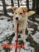 Wesoły pozytywny psiak marzy o kochającym domu - 4