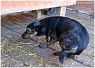 Bójka – przerażona, schowana przed światem potrzebuje pomocy - 4