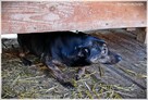 Bójka – przerażona, schowana przed światem potrzebuje pomocy - 6
