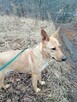 Młoda wesoła sunia kochająca ludzi i ruch czeka na domek - 6