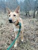 Młoda wesoła sunia kochająca ludzi i ruch czeka na domek - 11