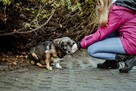 Darwin- cierpliwy dom poszukiwany dla lękowego psa-adopcja - 3