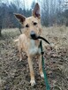 Młoda wesoła sunia kochająca ludzi i ruch czeka na domek - 10