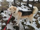 Cudowny psiak kochający ludzi źle znosi pobyt w schronisku - 9