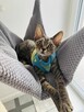 kocurek Devon Rex - 5