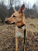 Młoda wesoła sunia kochająca ruch i zabawę czeka na dom - 13