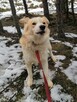 Cudowny psiak kochający ludzi źle znosi pobyt w schronisku - 2