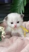 Małe kotki Ragdoll FPL - 4