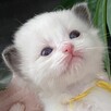 Małe kotki Ragdoll FPL - 2