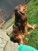 Cockapoo - 6