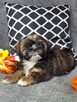 ShihTzu chłopczyk Gringo - 7