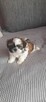 Szczeniaczek shih tzu - 4
