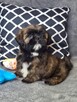 ShihTzu piesek Gabor - 3